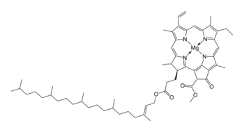 klorofil klorofil
