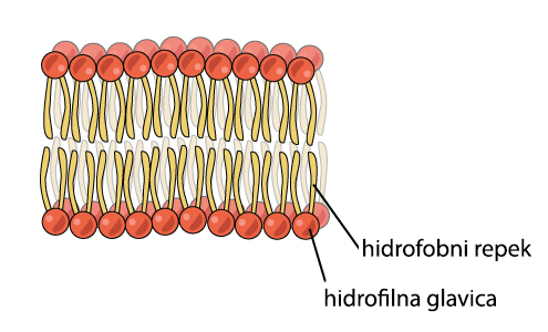 fosfolipidni dvosloj